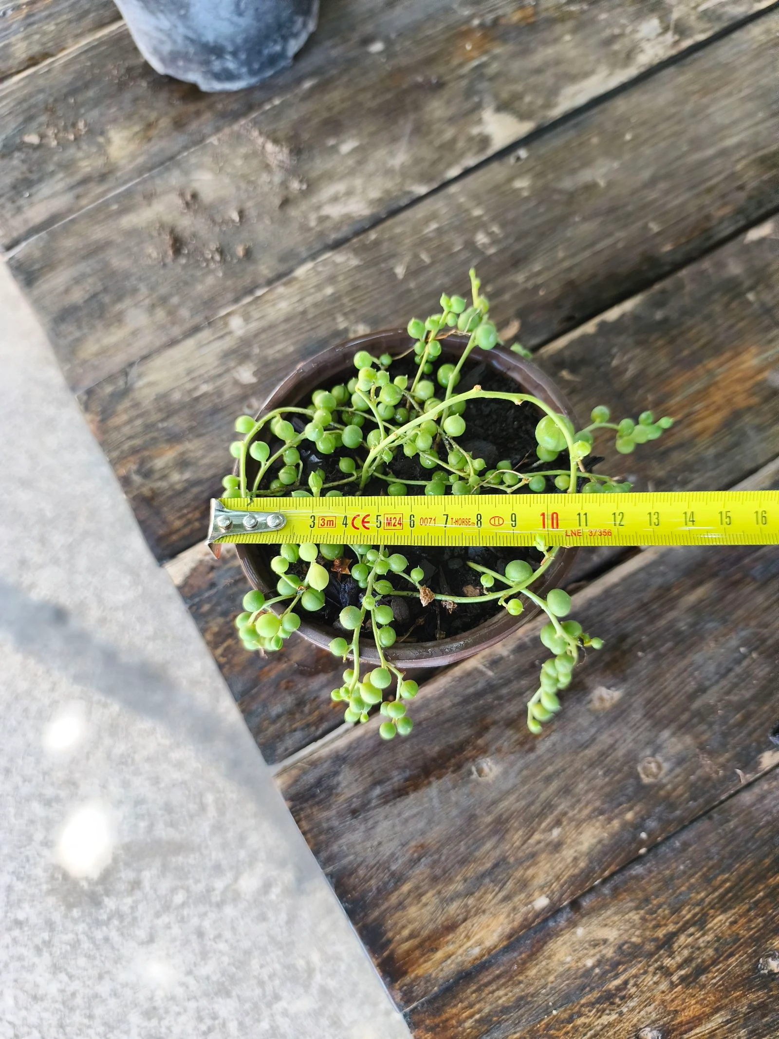 Planta sedum rosario – photo 3